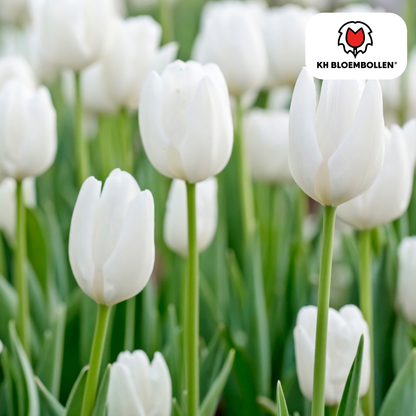 Tulpen-Zwiebeln – Catharina - 20 Stück