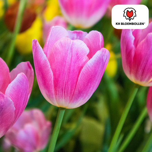 Tulpen-Zwiebeln - Dynasty – 20 Stück