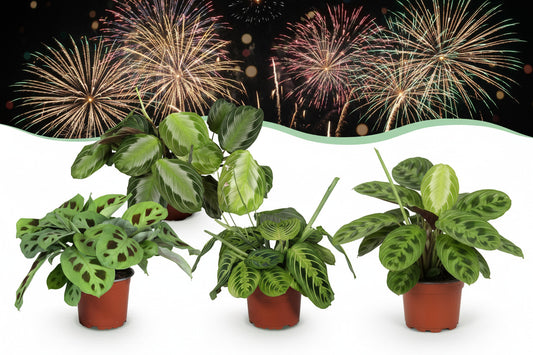 Green boutiQ - Zimmerpflanze - Marantha Silverband, Marantha Lemon Lime Marantha Kerchoveana - Gebetspflanze - Haustierfreundliche Pflanze - Grün - 3 Pflanzen - Topf 12cm - Höhe 25cm