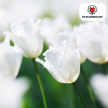 Tulpen-Zwiebeln - Honeymoon – 20 Stück