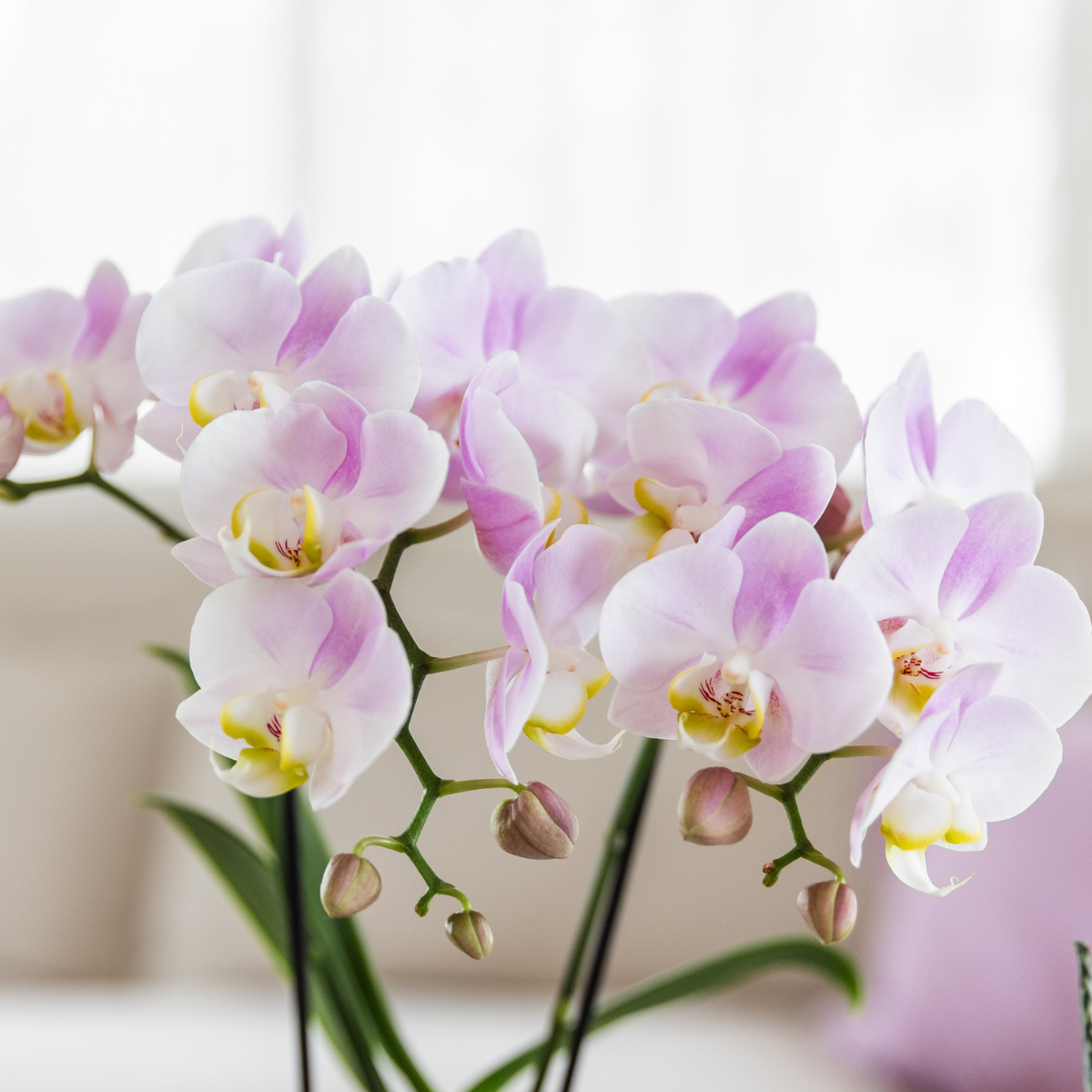 Set Grüne Pflanze mit rosa Phalaenopsis-Orchidee in rosa Simplicity-Übertöpfen auf Bambusteller