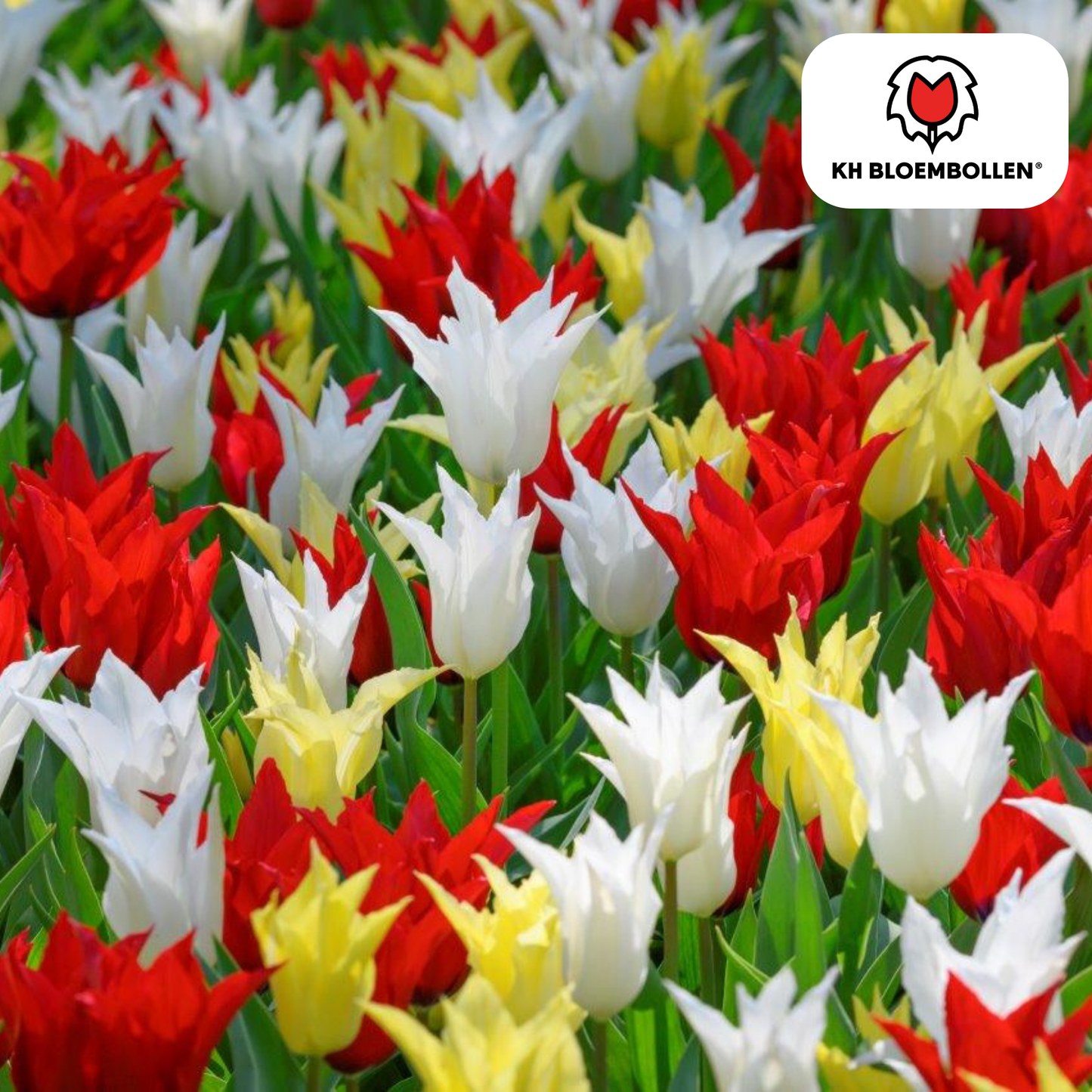 Tulpen-Zwiebeln - Tres Chic Mix – 20  Stück