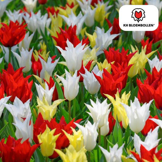 Tulpen-Zwiebeln - Tres Chic Mix – 20  Stück