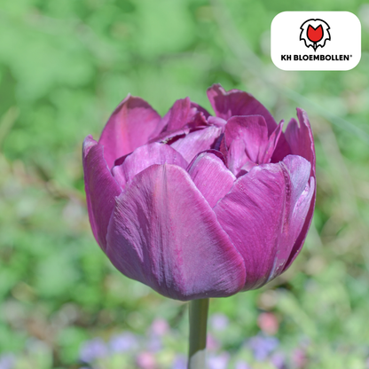 Tulpen-Zwiebeln - Double Flag – 20 Stück