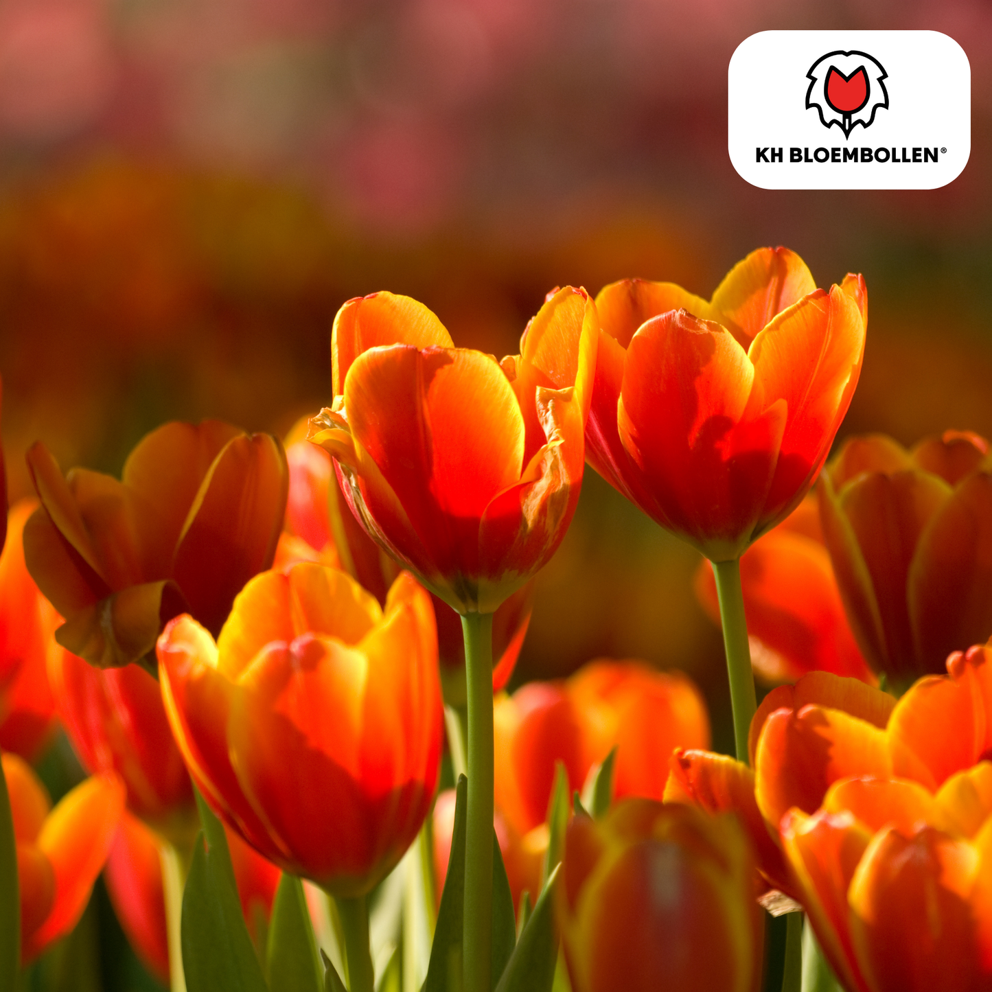 Tulpen-Zwiebeln - Dafeng – 20 Stück