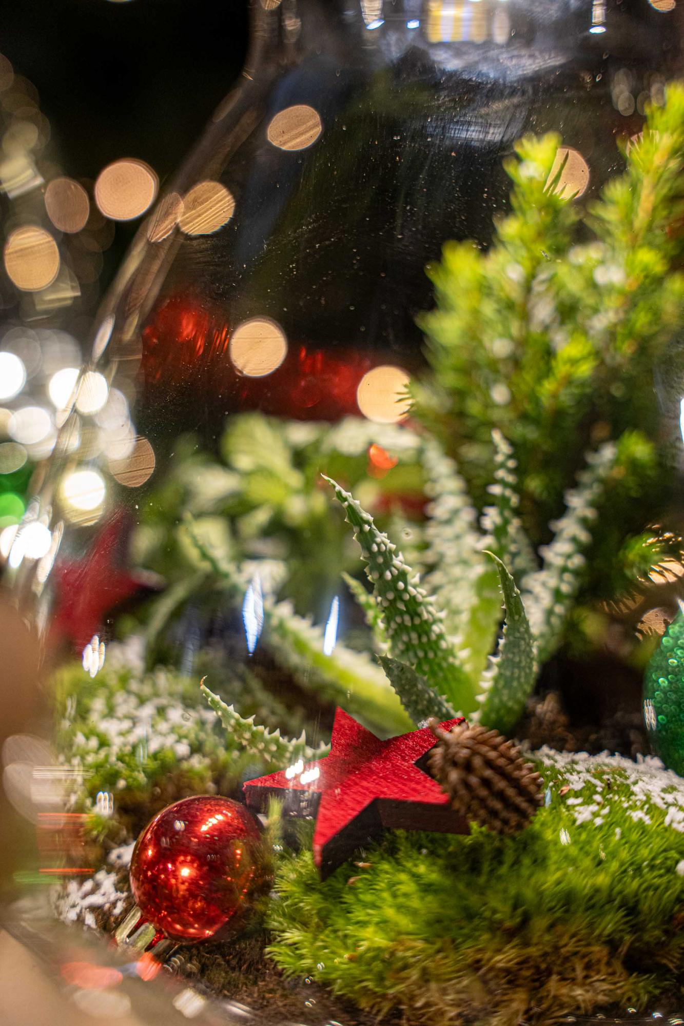 Weihnachts-Terrarium  DIY kit Christmas -  -  Ø 17 cm ↑ 25 cm