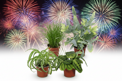 Zimmerpflanzen-Set - Chlorophytum - Cyperus - Phlebodium - Marantha 🎉SILVESTER-SPECIAL🎉