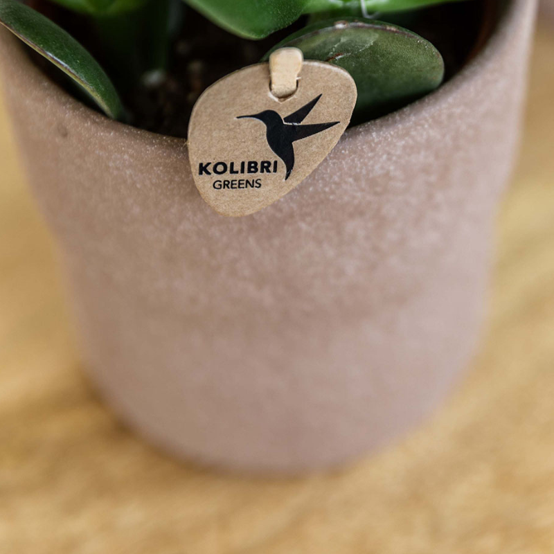Set Bolzano-Orchidee + Sukkulenten in dekorativen Keramiktöpfen – Topfgröße Ø9cm & Ø6cm