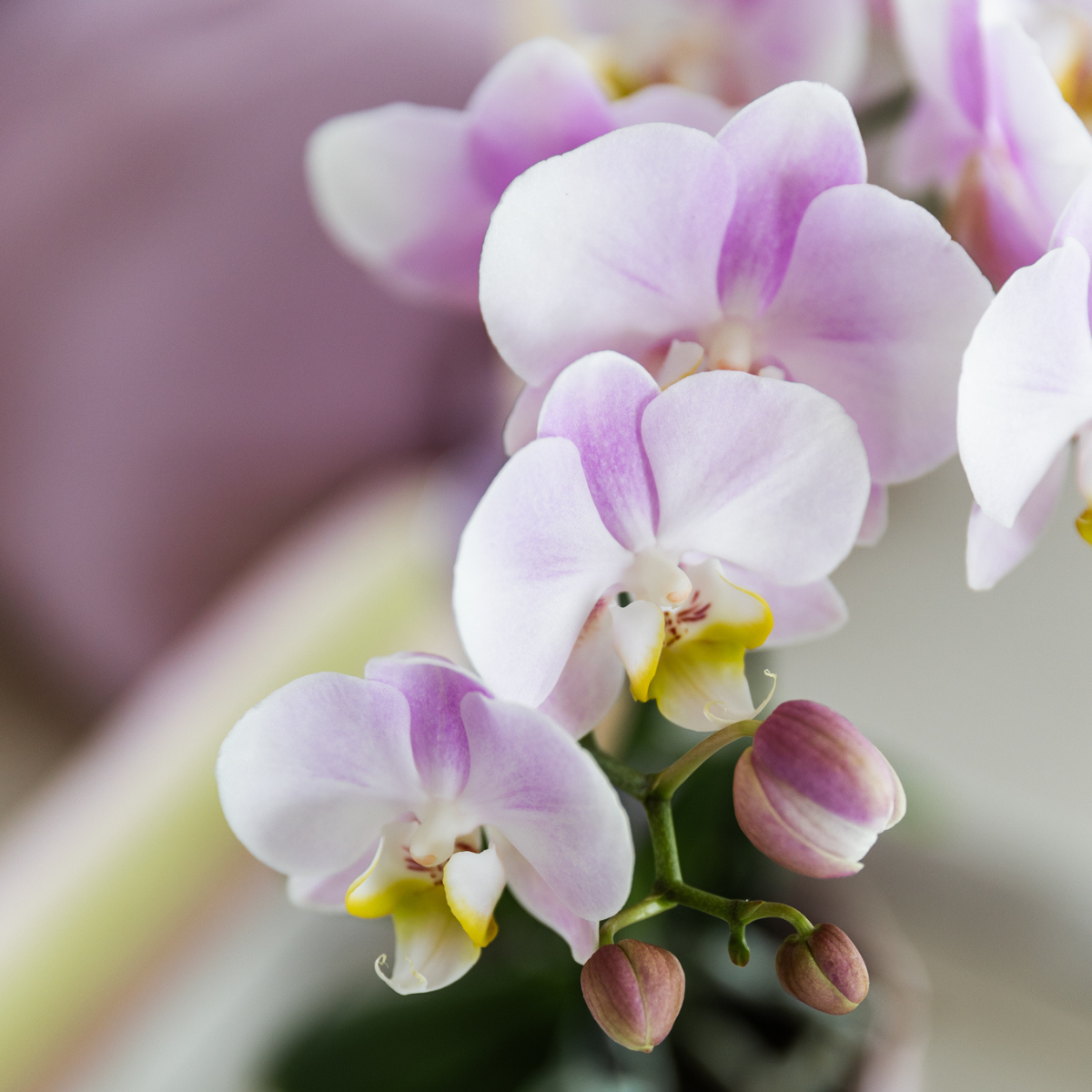 Set Grüne Pflanze mit rosa Phalaenopsis-Orchidee in rosa Simplicity-Übertöpfen auf Bambusteller