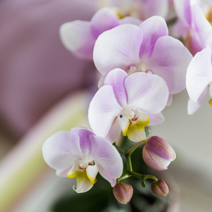 Set Grüne Pflanze mit rosa Phalaenopsis-Orchidee in rosa Simplicity-Übertöpfen auf Bambusteller