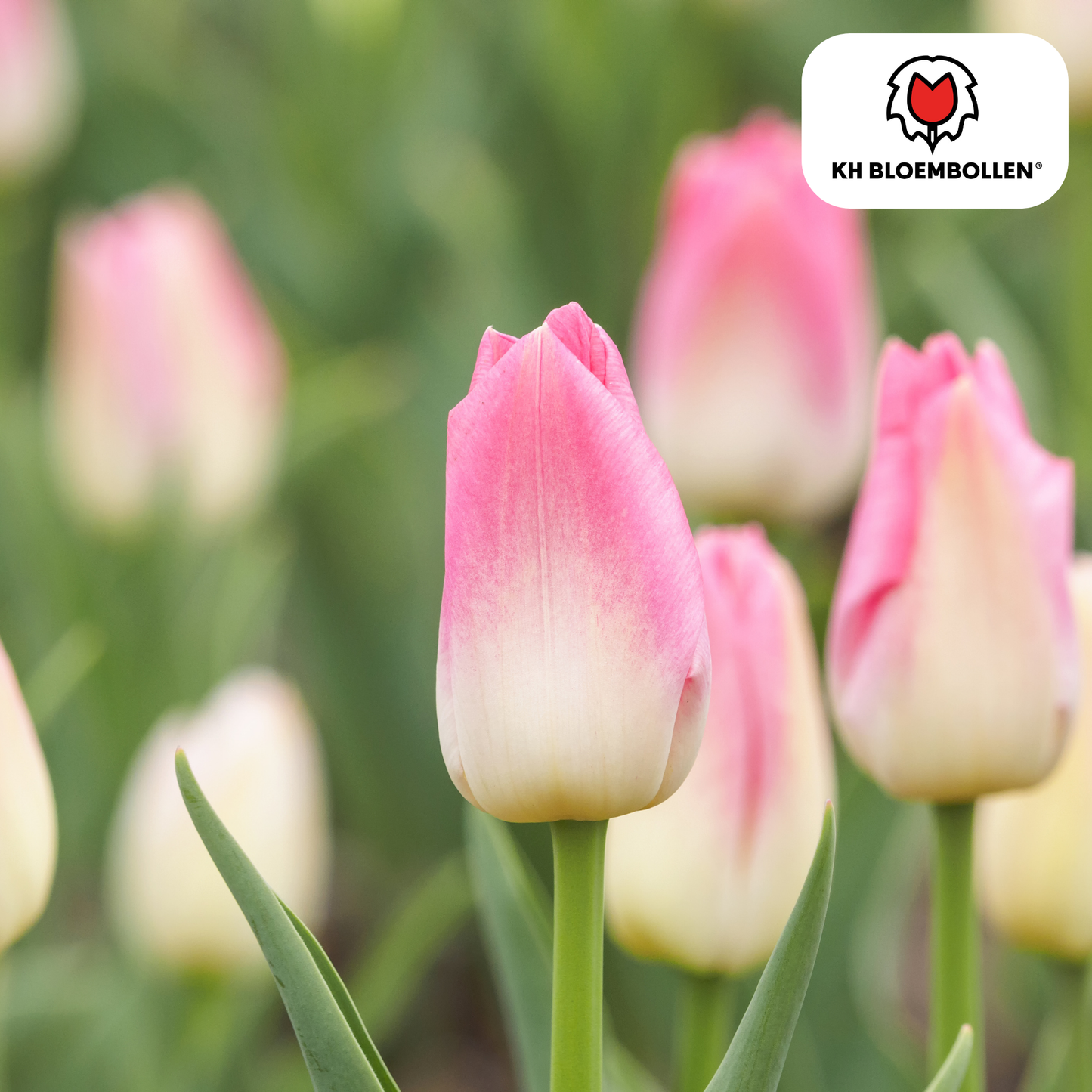 Tulpen-Zwiebeln - Dynasty – 20 Stück