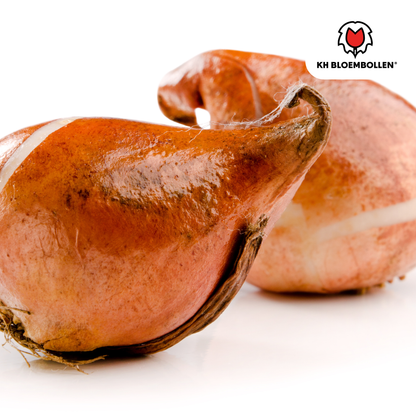 Tulpen-Zwiebeln - Sun Frillz – 20 Stück