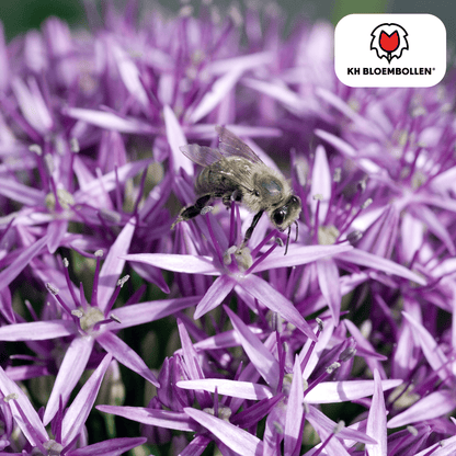 Allium-Zwiebeln - Globemaster - 5 Stück