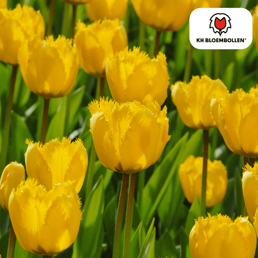 Tulpen-Zwiebeln - Sun Frillz – 20 Stück