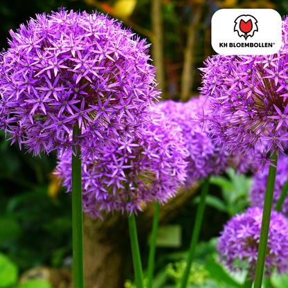 Allium-Zwiebeln - Globemaster - 5 Stück