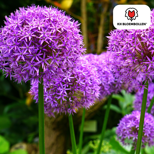 Allium-Zwiebeln - Globemaster - 5 Stück