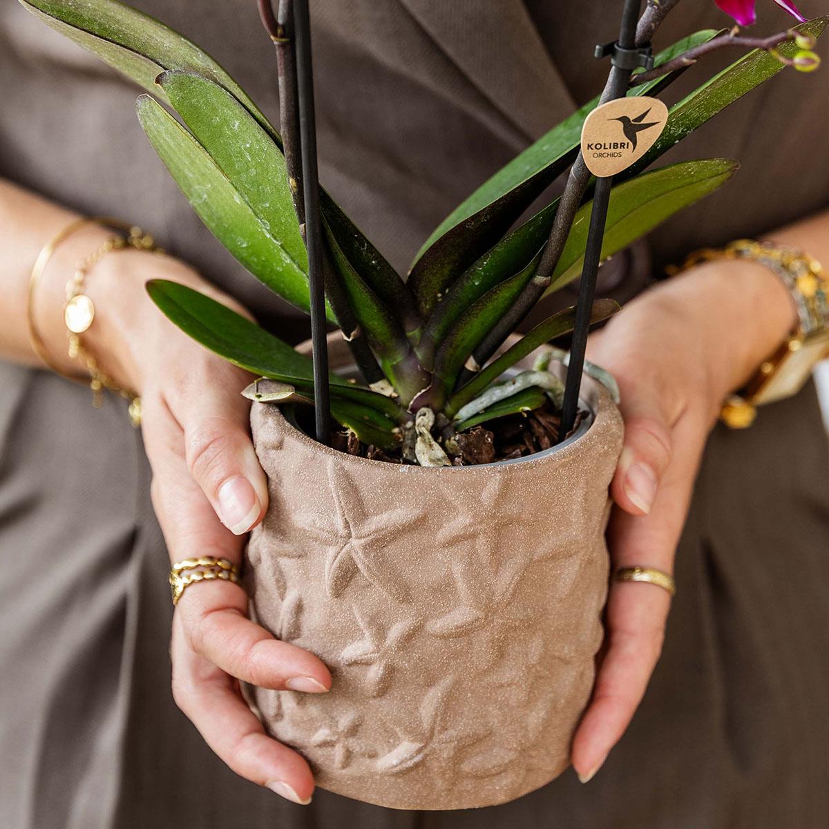 Set Bolzano-Orchidee + Sukkulenten in dekorativen Keramiktöpfen – Topfgröße Ø9cm & Ø6cm