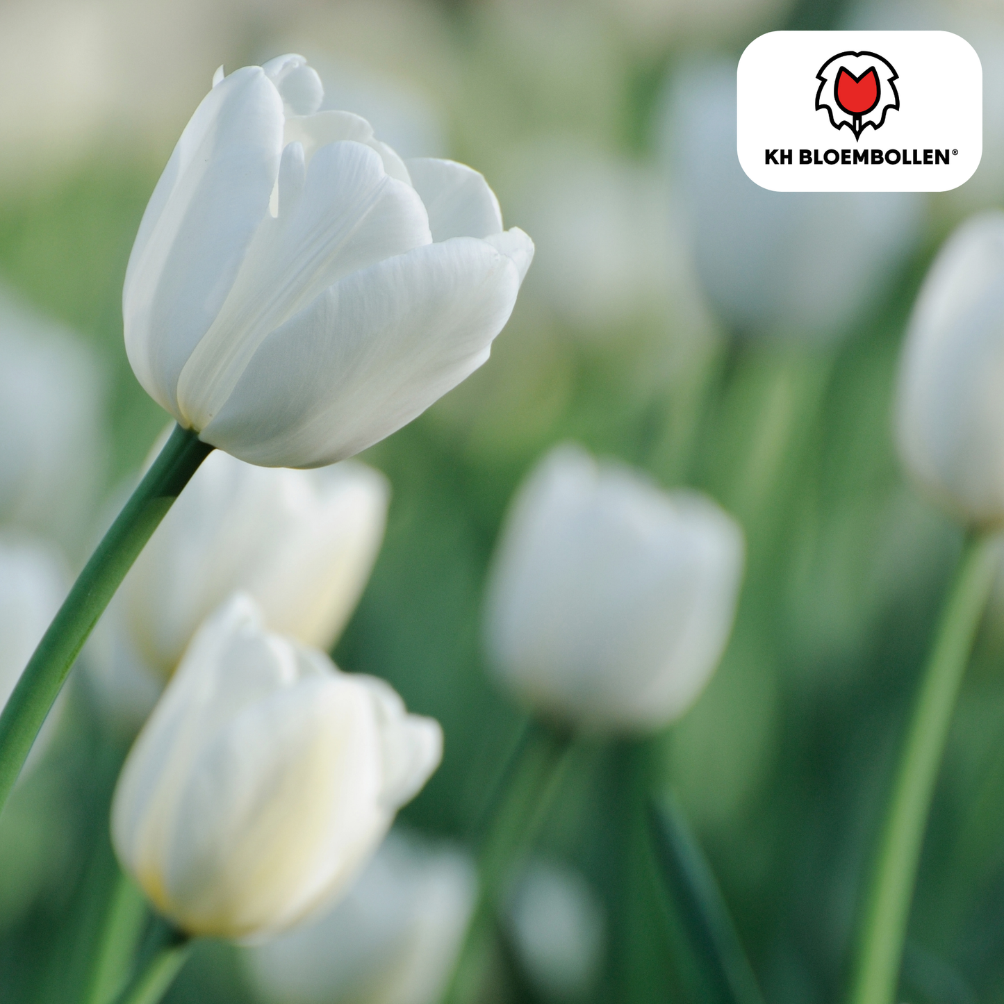 Tulpen-Zwiebeln – Catharina - 20 Stück