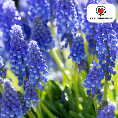 Muscari-Zwiebeln - Bleu Moon - 20 Stück