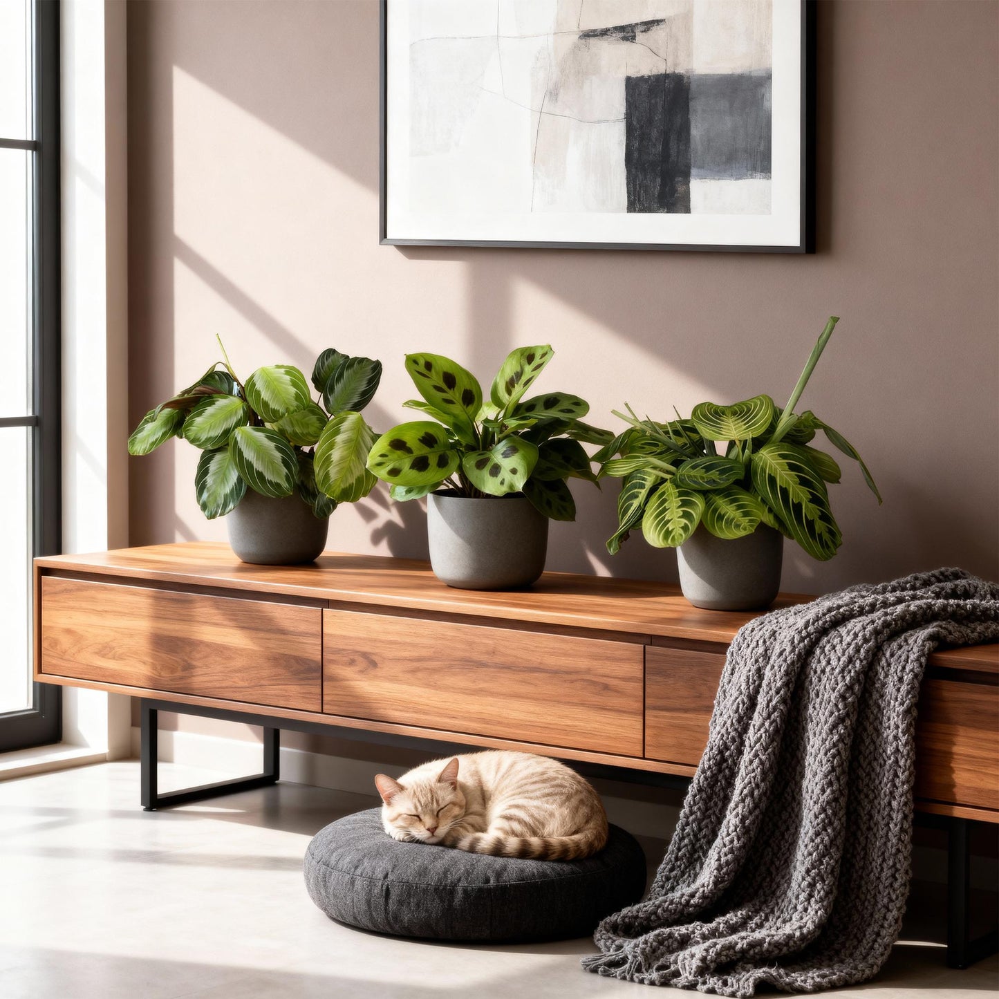 Green boutiQ - Zimmerpflanze - Marantha Silverband, Marantha Lemon Lime Marantha Kerchoveana - Gebetspflanze - Haustierfreundliche Pflanze - Grün - 3 Pflanzen - Topf 12cm - Höhe 25cm