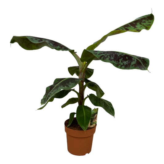 Bananenpflanze - Musa - 80 cm - Ø21cm