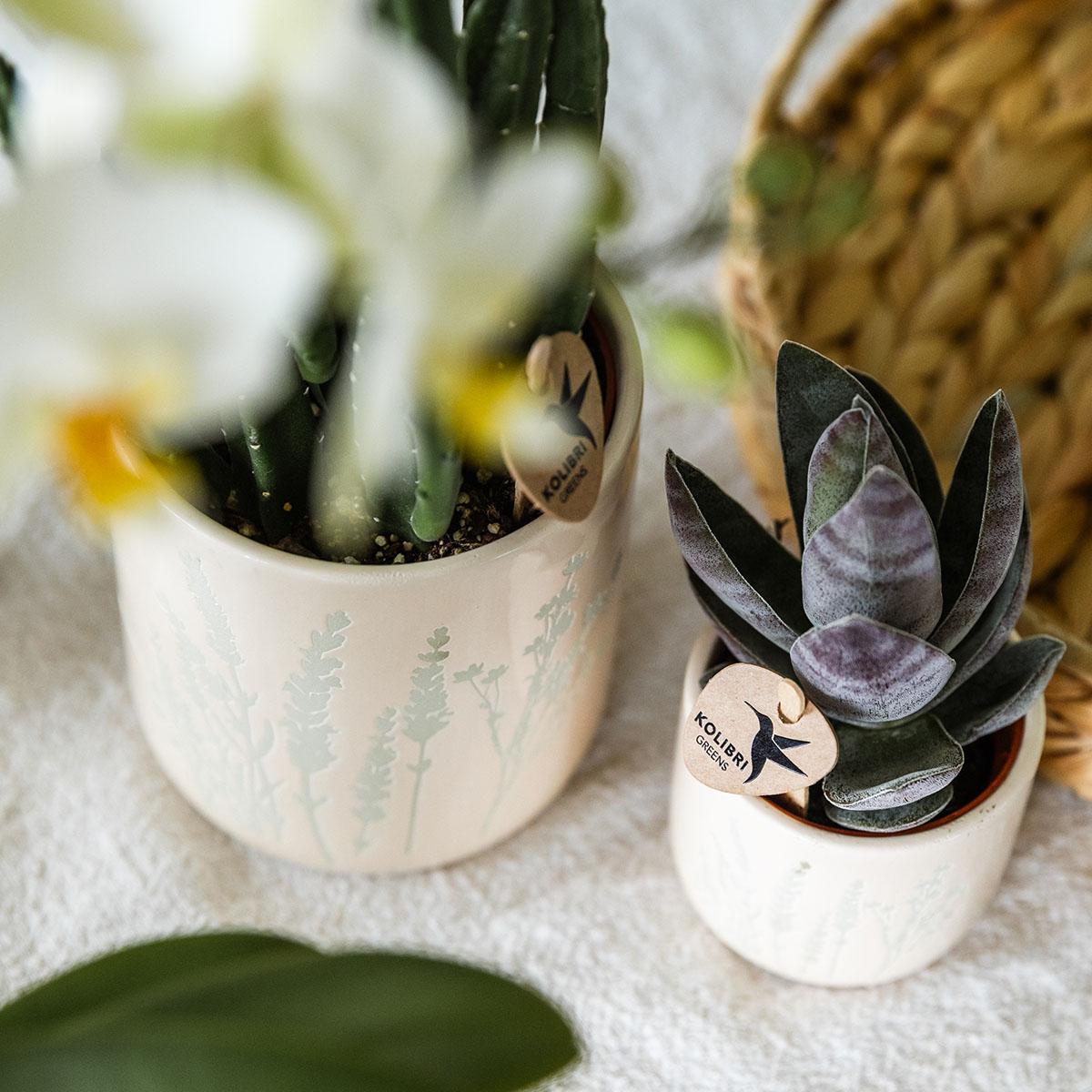 Set Grüne Pflanzen mit gelber Phalaenopsis-Orchidee in gelben Simplicity-Übertopfen auf einem Bambustablett