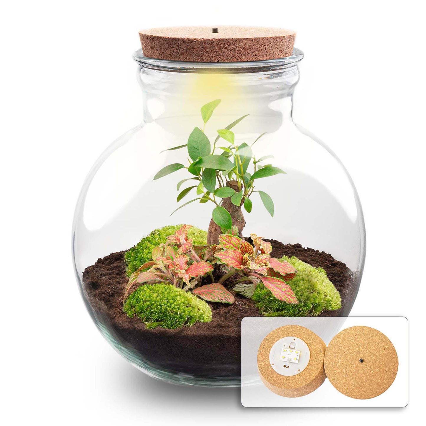Flaschengarten - Teddy bonsai - ↕ 26,5 cm - Met LED-kurk