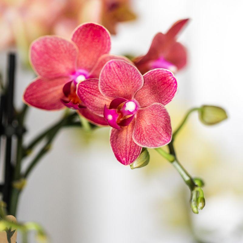 Set Rote Phalaenopsis-Orchidee Congo und Sukkulenten inkl. keramische Berry Ziertöpfe