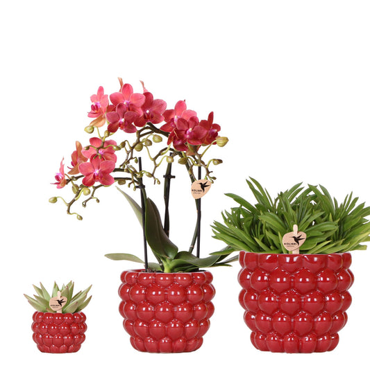 Set Rote Phalaenopsis-Orchidee Congo und Sukkulenten inkl. keramische Berry Ziertöpfe