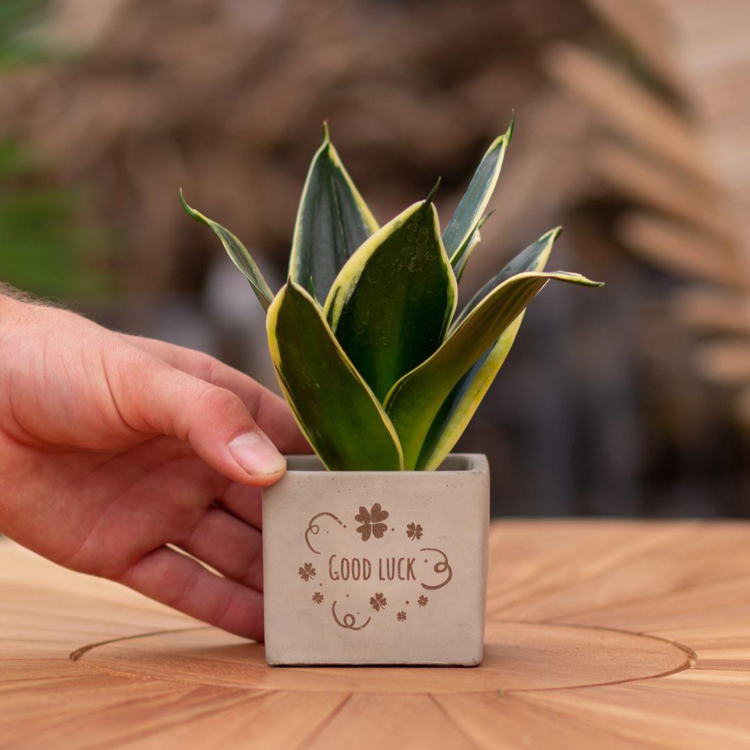 Geschenk Sansevieria | Good luck