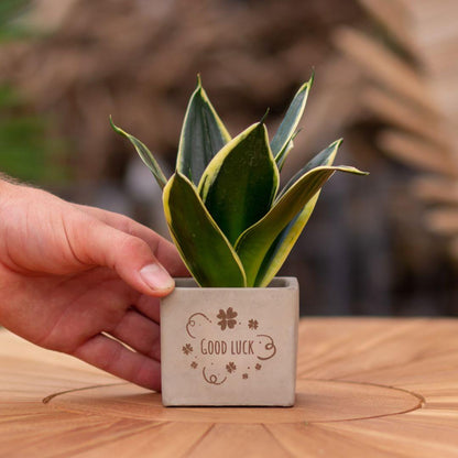 Geschenk Sansevieria | Good luck