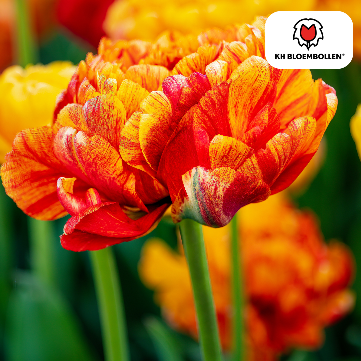 Tulpen-Zwiebeln - Gudoshnik Double – 20 Stück