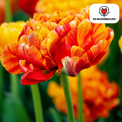 Tulpen-Zwiebeln - Gudoshnik Double – 20 Stück