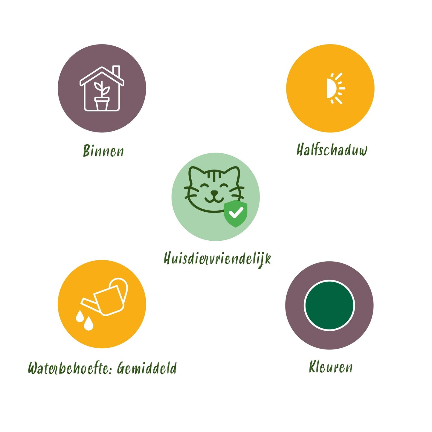 Green boutiQ - Zimmerpflanze - Marantha Silverband, Marantha Lemon Lime Marantha Kerchoveana - Gebetspflanze - Haustierfreundliche Pflanze - Grün - 3 Pflanzen - Topf 12cm - Höhe 25cm