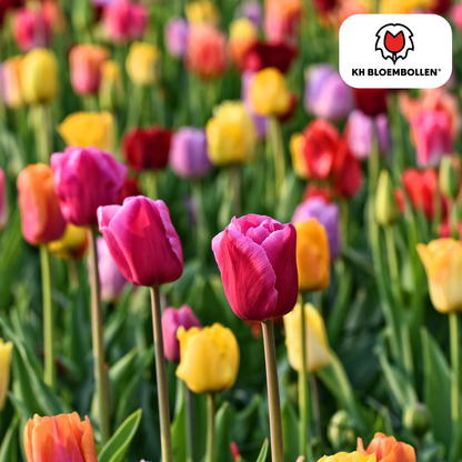 Tulpen-Zwiebel-Mix - 20 Stück