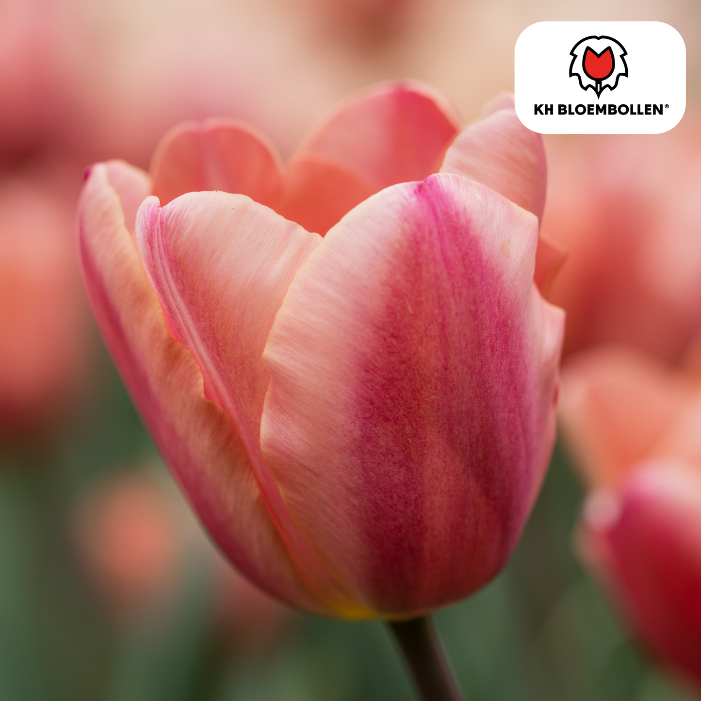 Tulpen-Zwiebeln - Apricot Foxx – 20 Stück