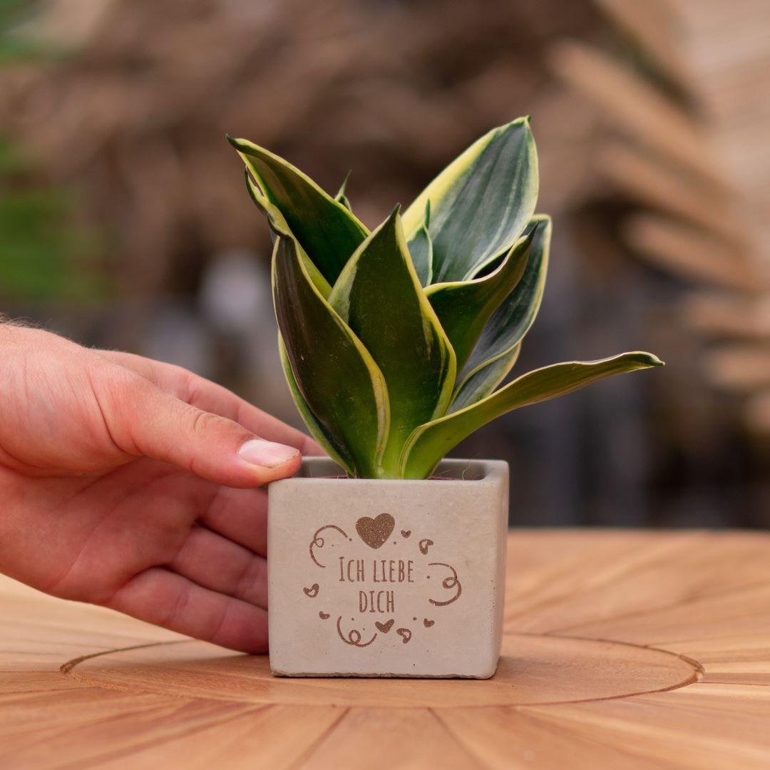 Geschenk Sansevieria | Ich liebe Dich