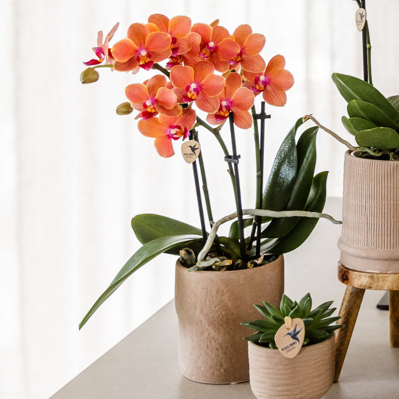 Set Bolzano-Orchidee + Sukkulenten in dekorativen Keramiktöpfen – Topfgröße Ø9cm & Ø6cm