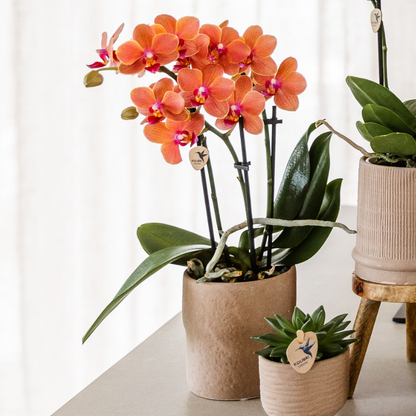 Set Bolzano-Orchidee + Sukkulenten in dekorativen Keramiktöpfen – Topfgröße Ø9cm & Ø6cm