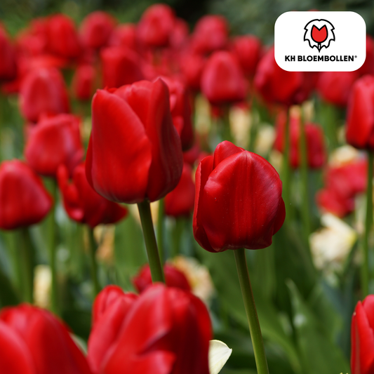 Tulpen-Zwiebeln - Seadov – 20  Stück