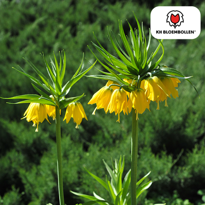 Fritillaria-Zwiebeln - Keizerskroon Lutea - 5 Stück