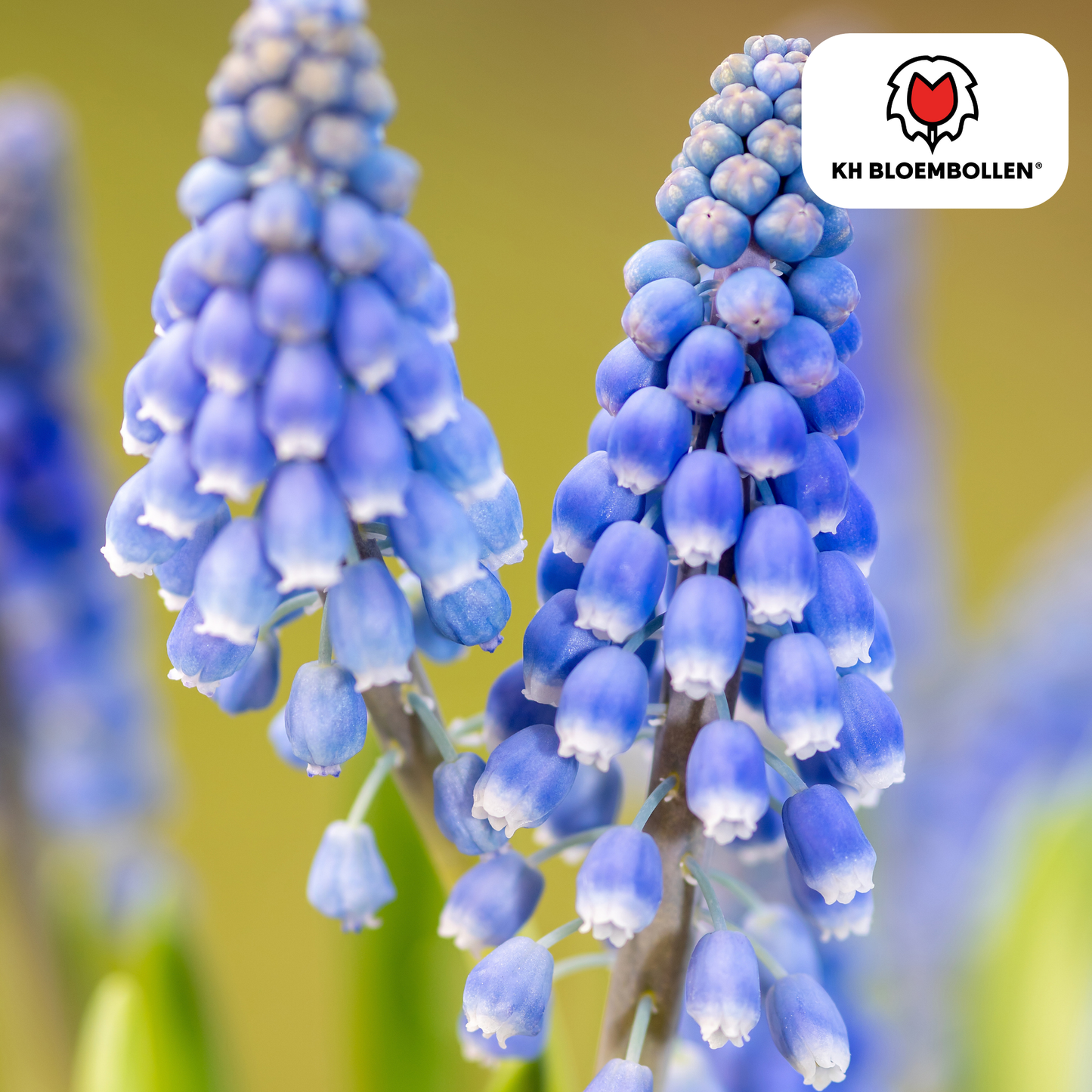 Muscari-Zwiebeln - Bleu Moon - 20 Stück