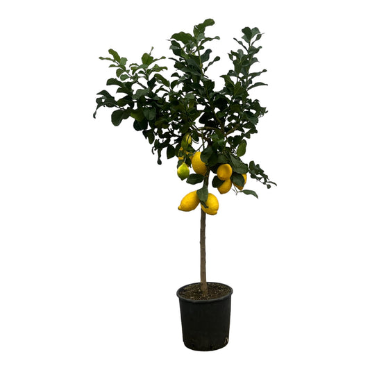 Zitronenbaum - Citrus Lemon - 150 cm - Ø24cm