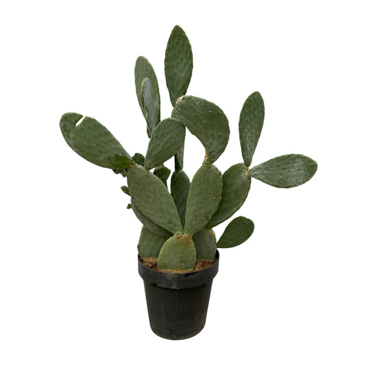 Feigenkaktus - Opuntia Ficus Indica - 140 cm - Ø50cm