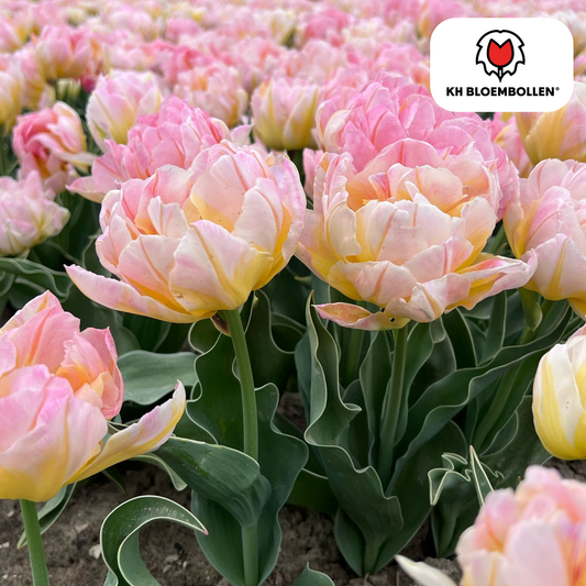 Tulpen-Zwiebeln - Password – 20  Stück