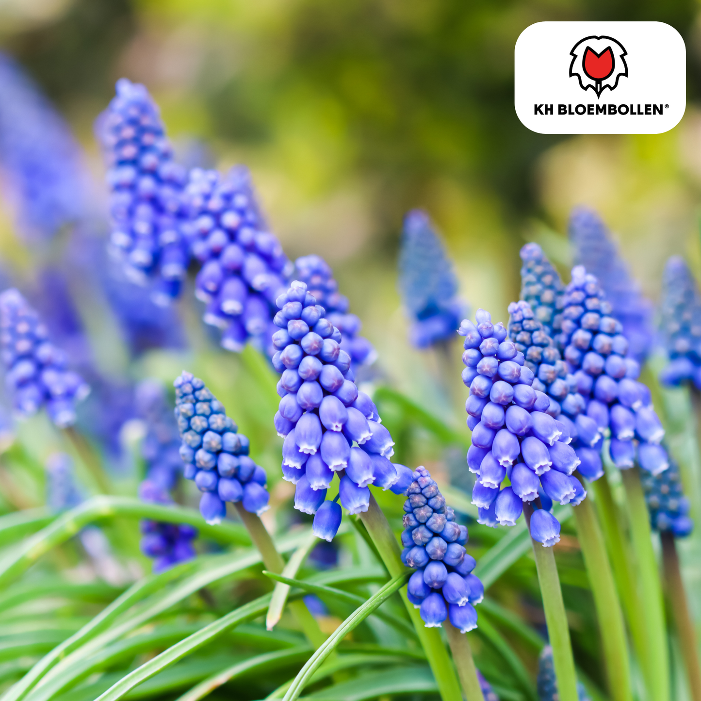 Muscari-Zwiebeln - Bleu Moon - 20 Stück