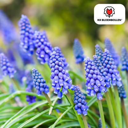 Muscari-Zwiebeln - Bleu Moon - 20 Stück