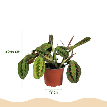 Green boutiQ - Zimmerpflanze - Chlorophytum - Maranta - Calissia - Nephrolepsis - Mix aus 4 - Haustierfreundliche Pflanzen - Grün - 4 Pflanzen - Topf 12cm - Höhe 25cm
