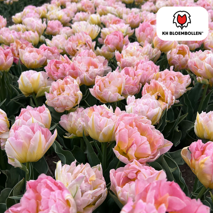 Tulpen-Zwiebeln - Password – 20  Stück