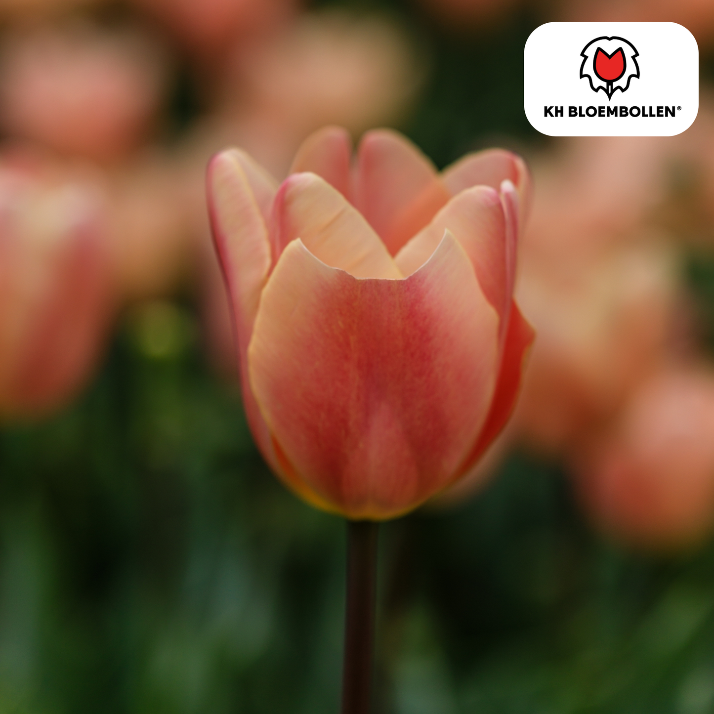 Tulpen-Zwiebeln - Apricot Foxx – 20 Stück